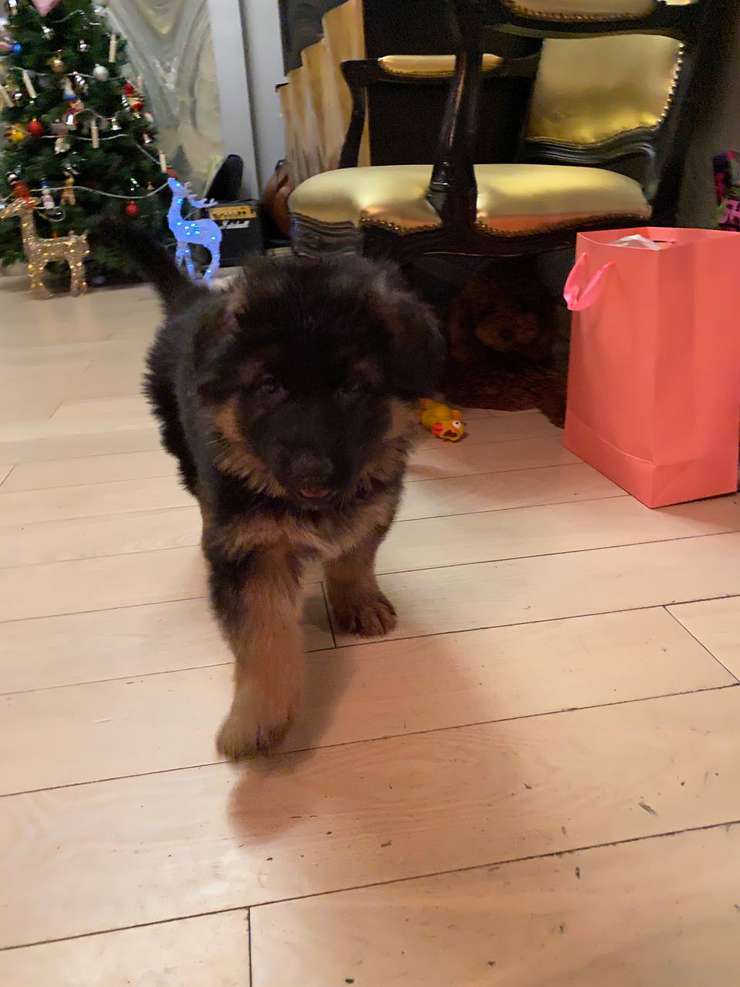 В семье ведущей передачи Настроение появилась чудесная малышка по кличке Катана