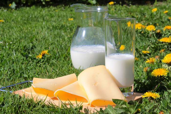 Информация о том, что у взрослого человека отсутствует фермент для переваривания молочных продуктов - это миф