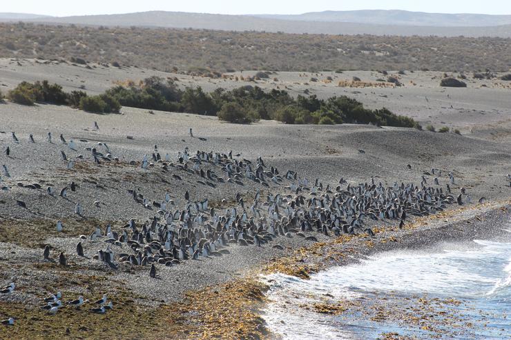 Колонии магеллановых пингвинов на острове Магдалена можно увидеть строго с октября по март