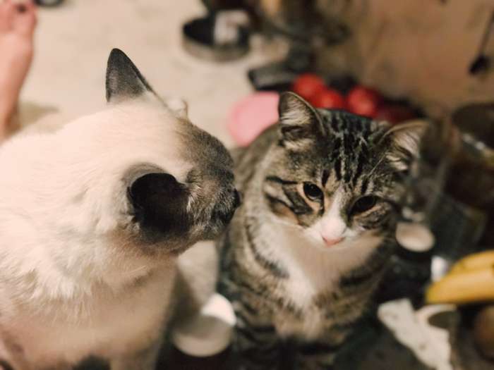 В семье актрисы сразу два кота и собака