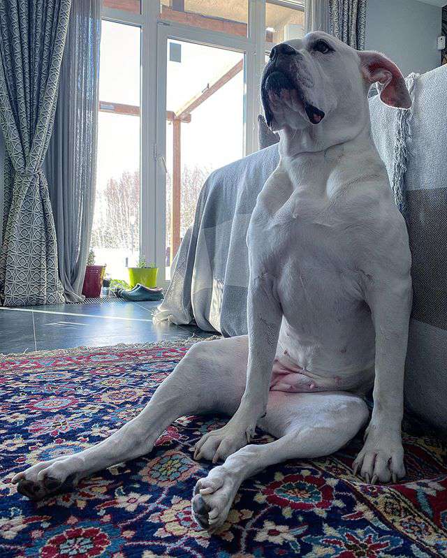 8-летняя собака Белоснежка приводит в восторг всех друзей артиста