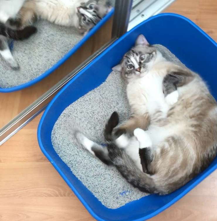 Кота Мэйсона Наталия спасла чудом - благодаря экспериментальной вакцине Кота Мэйсона Наталия спасла чудом - благодаря экспериментальной вакцине