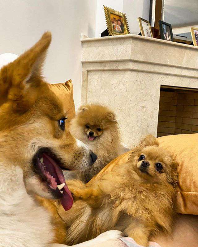 В семье певицы три собаки, которых хозяйка просто обожает!