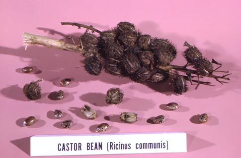 8 ядовитых ягод — остерегайтесь их в путешествиях