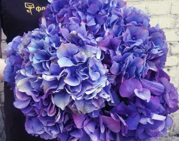 Сиреневая гортензия Сиреневая гортензия