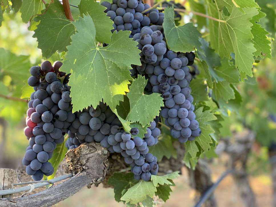 косточки темного винограда обладают целебными свойствами