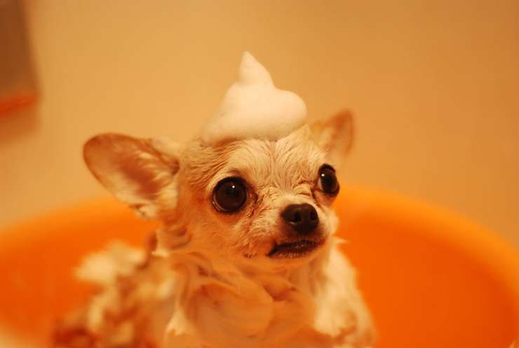 Используйте специальные шампуни для животных