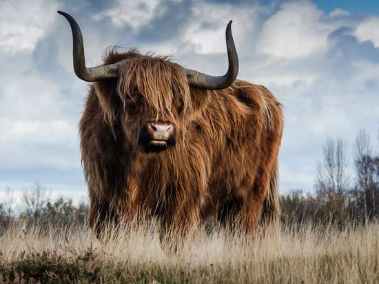 Советы для всех знаков Зодиака о том, как вести себя в хвосте года Быка