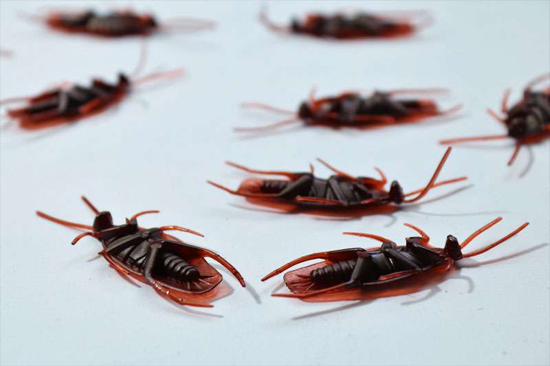 Боремся с тараканами при помощи борной кислоты
