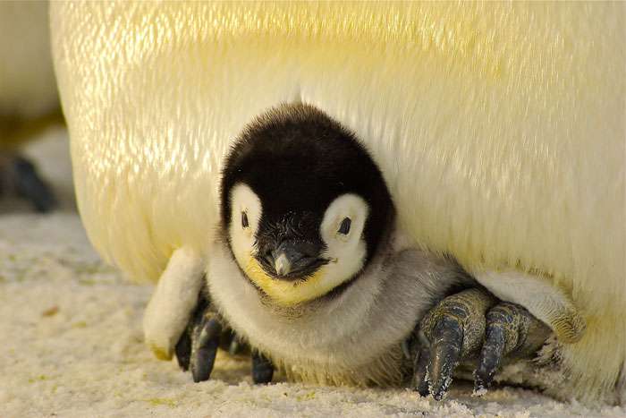 Пингвиненок должен расти с мамой и папой