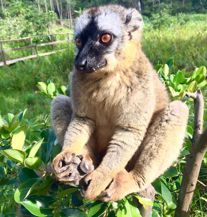 Попав на Мадагаскар, первым делом отправилась смотреть на лемуров