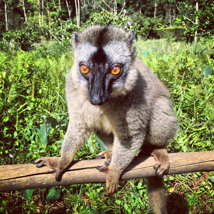 «Очаровательнейшие мохнатые глазастики оказались очень ласковыми»