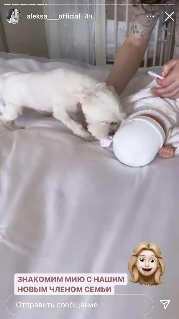 Собачка познакомилась с новым членом семьи Собачка познакомилась с новым членом семьи