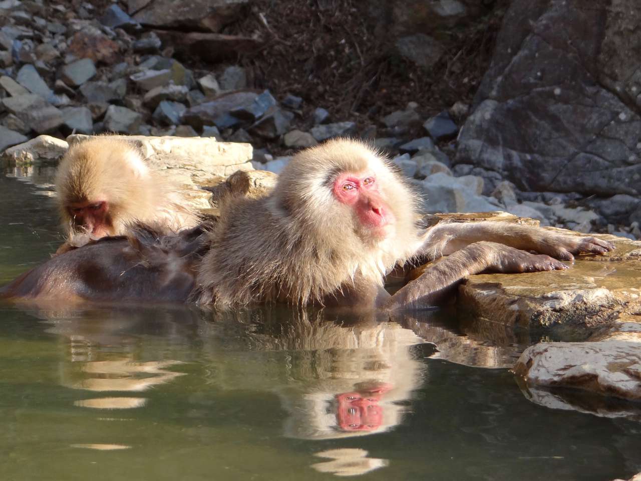 макаки греются в термальных источниках