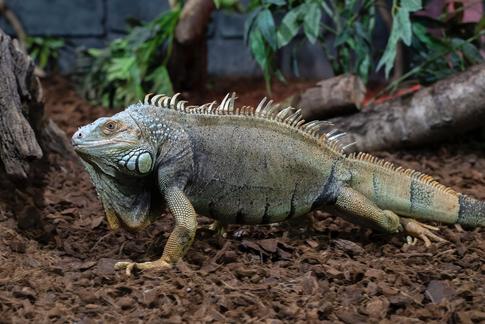 Что нужно знать, прежде чем заводить экзотических животных