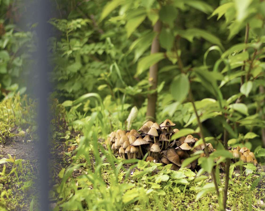 Южные грибники страдают от червивых грибов