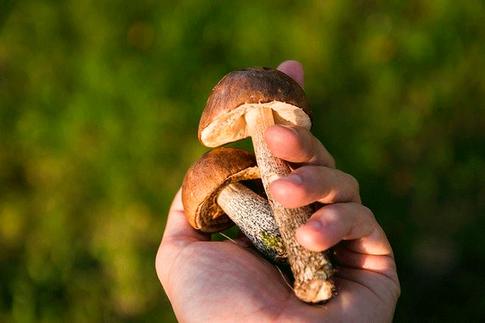 Не только арбузы: 4 продукта, которыми можно отравиться осенью