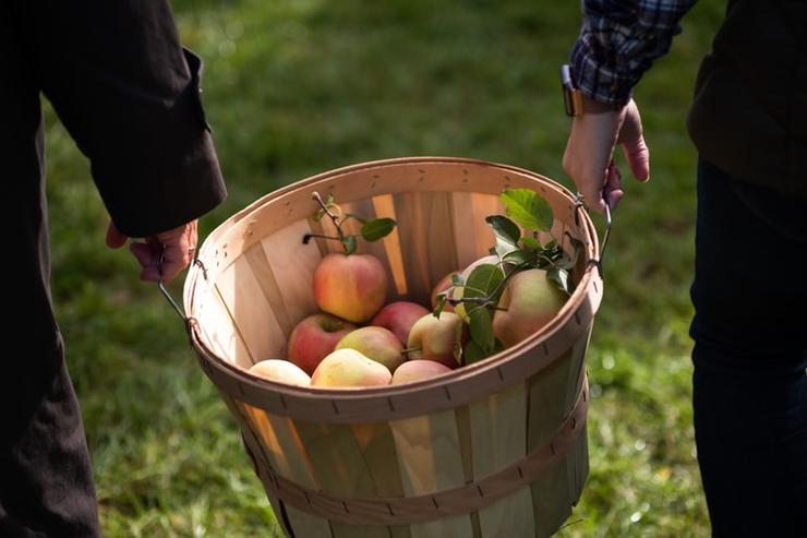 продать домашние яблоки крайне трудно