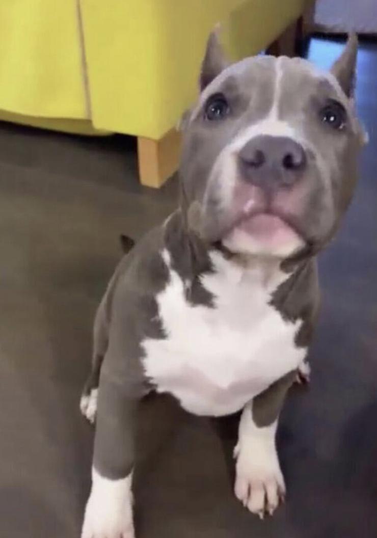 Пара завела себе щенка