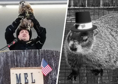 Весны не будет? В США умер сурок-предсказатель