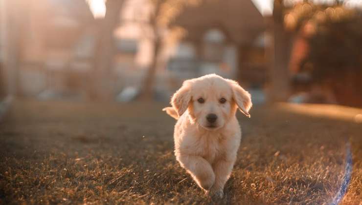 Щенок на даче