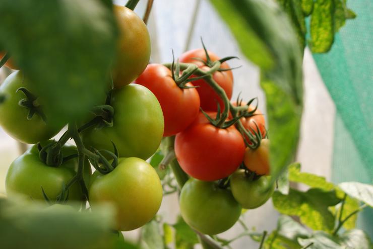 томат - один из самых капризных овощей