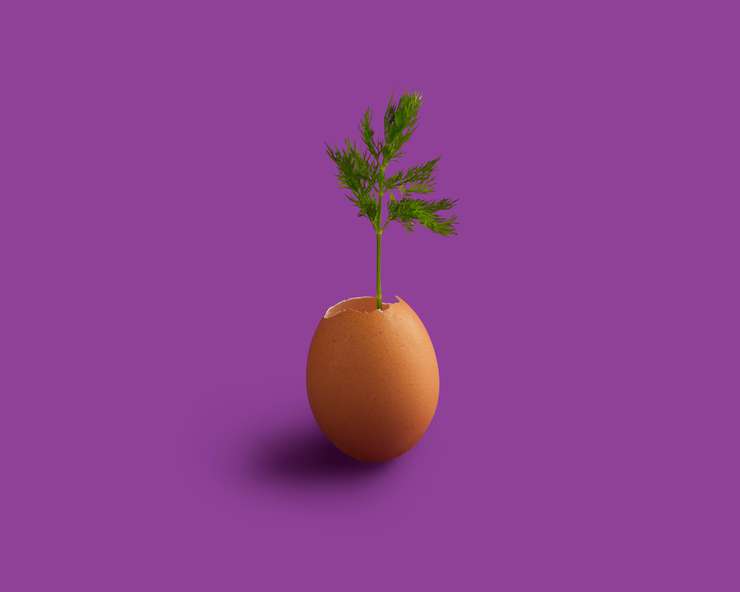 используем скорлупу как емкость для рассады