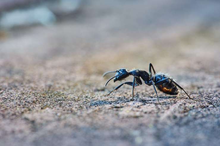 муравьи терпеть не могут соль в любом виде