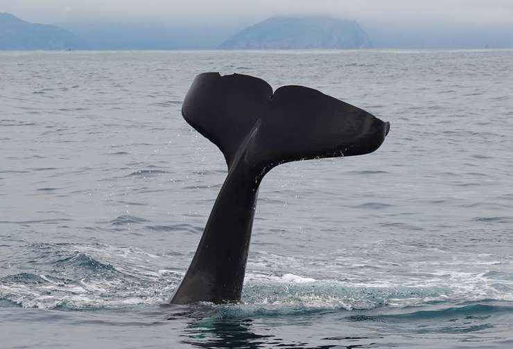 К охоте на мелководье и даже на суше своего крошечного детеныша мать- косатка будет обучать безжалостно