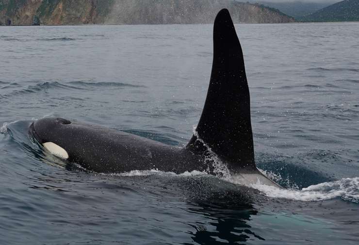 Охотясь на рыбу, стая хищниц сгоняет косяк в плотный шар