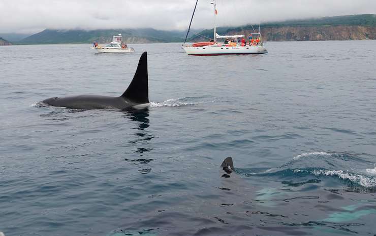 Но на людей не нападают