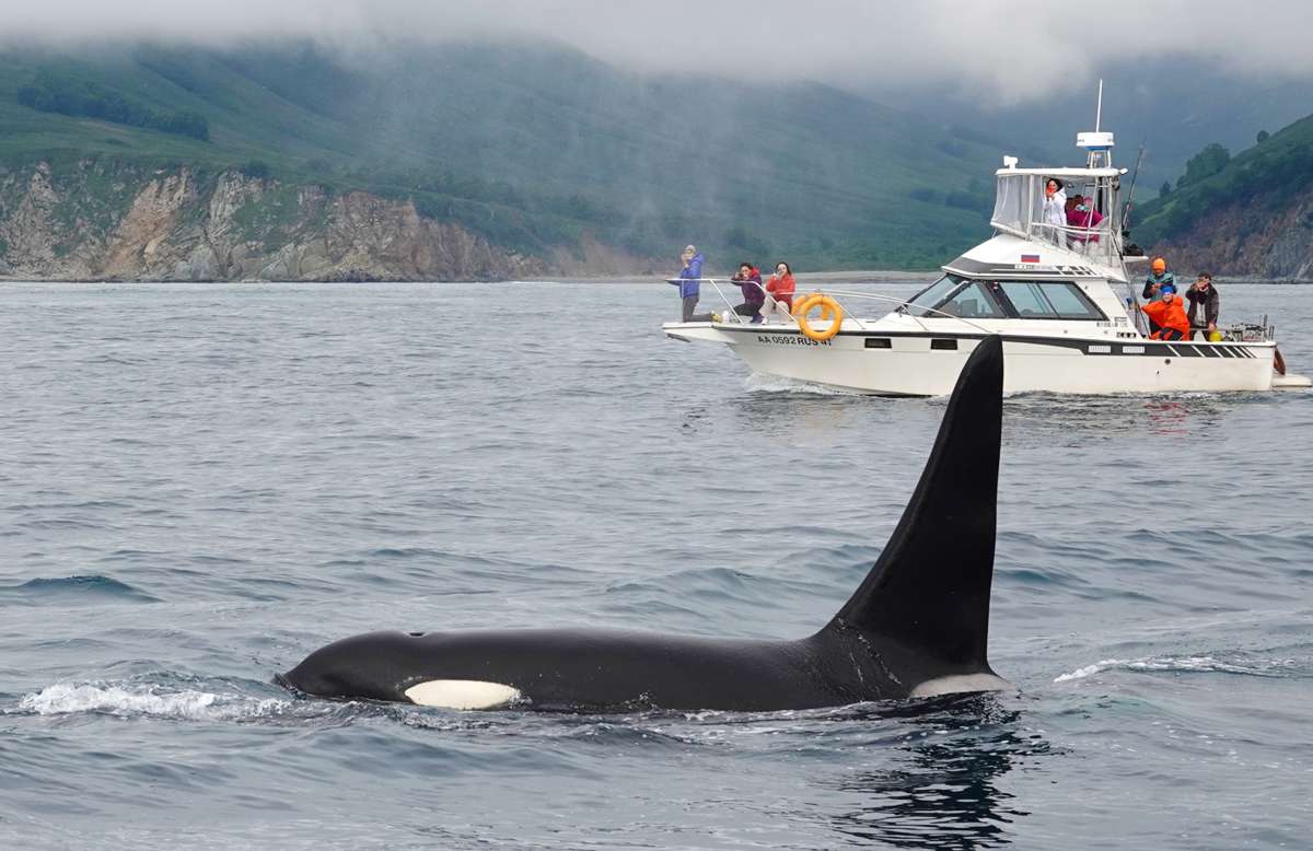 Косатки - грозные мосркие хищники, но во многом похожи на людей