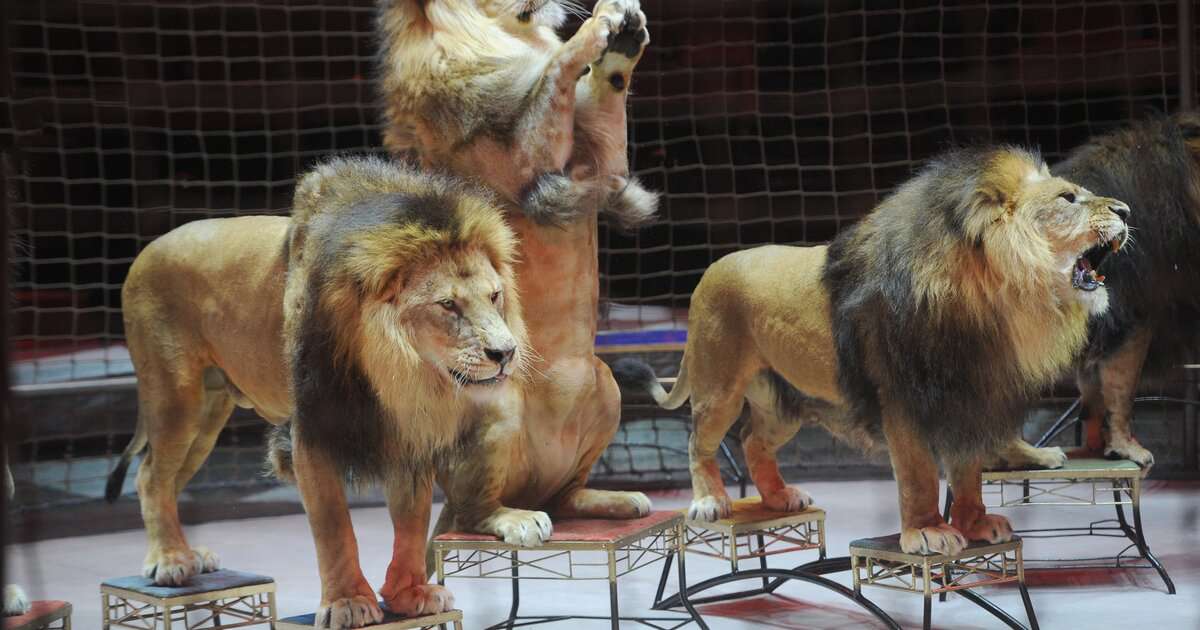 Львы в цирке