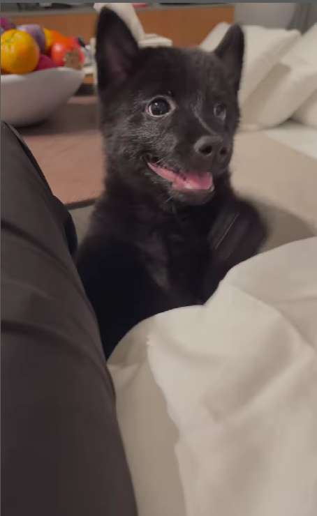 Щенок Щенок