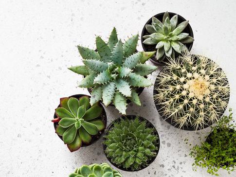 5 растений, которые нельзя разводить дома одиноким девушкам