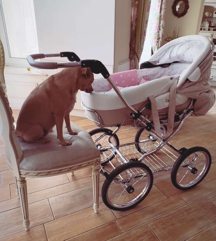 Собака артистки по клички Дина много времени проводит с малышкой