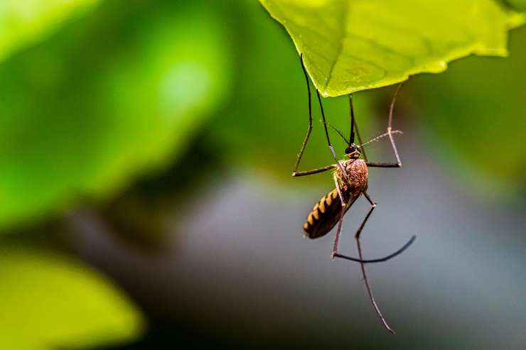 комары - самые "безобидные" соседи для человека