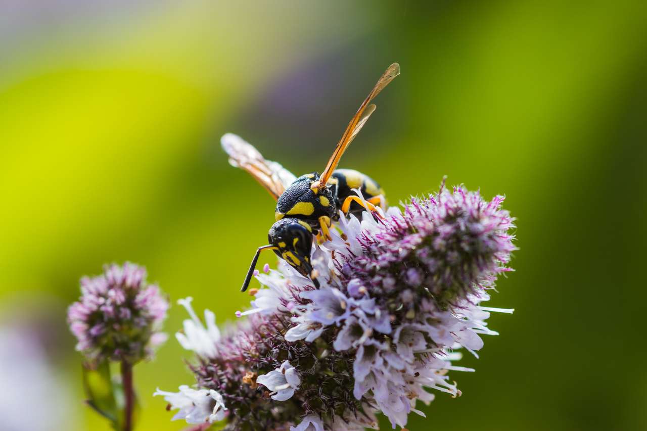 многие насекомые крайне опасны для маленького ребенка