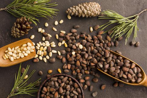 Кедровые орехи: польза и вред даров Сибири