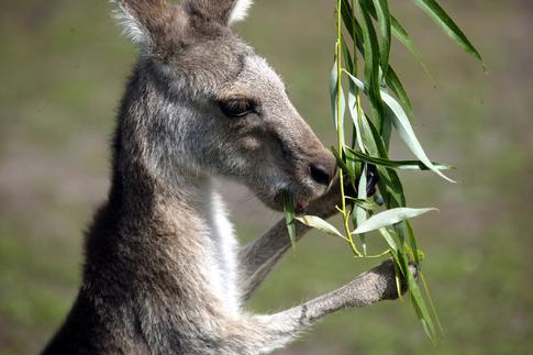 Похищение кенгурят в двух городах России: ведутся допросы