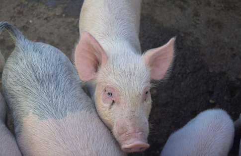 Блогерша из Китая ест корм для свиней, чтобы сократить расходы