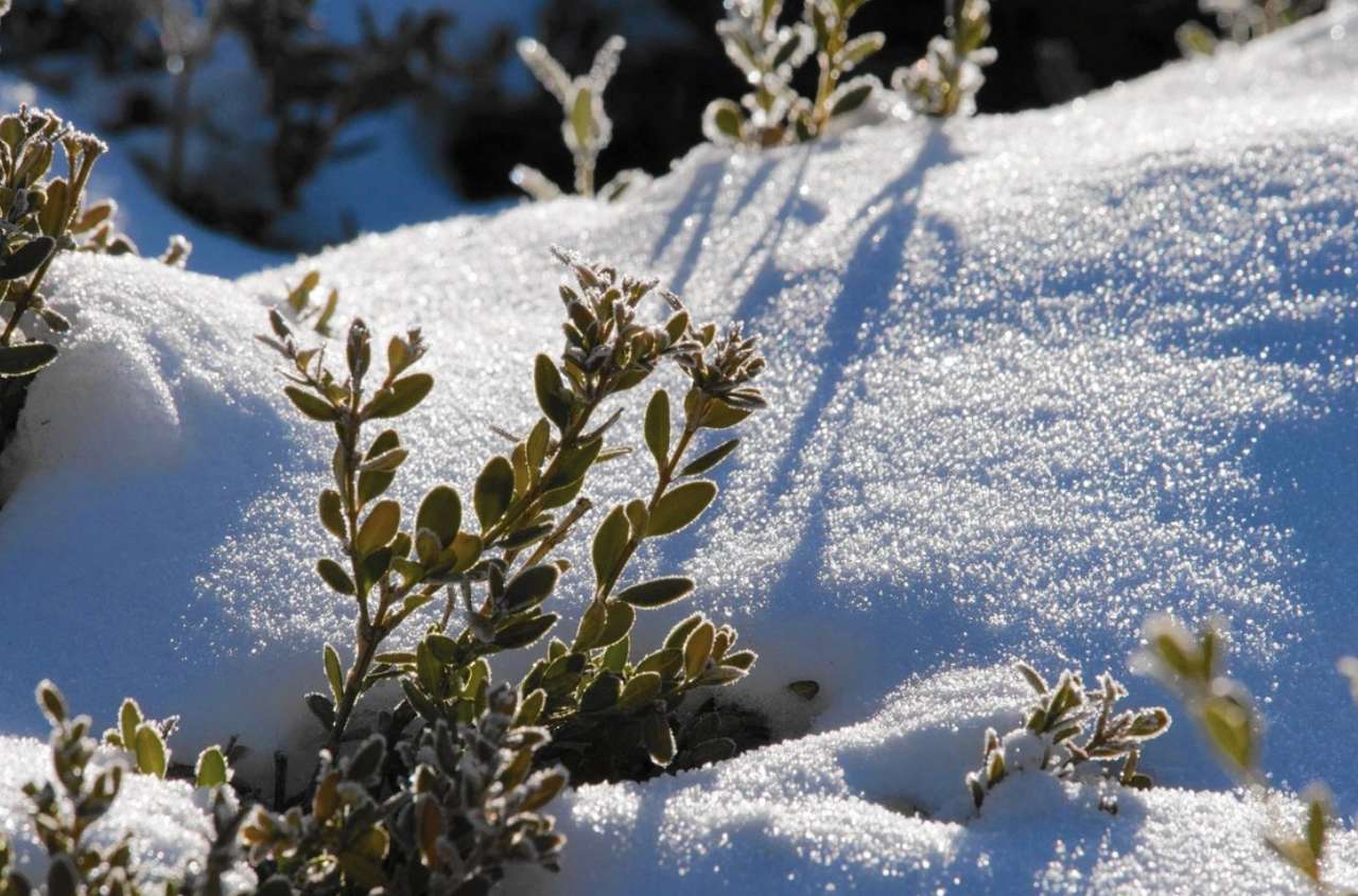 Оберегать от зимней стужи 8 букв. Растения в снегу. Кустарники зимой. Вечнозеленые растения зимой. Заснеженный кустарник.