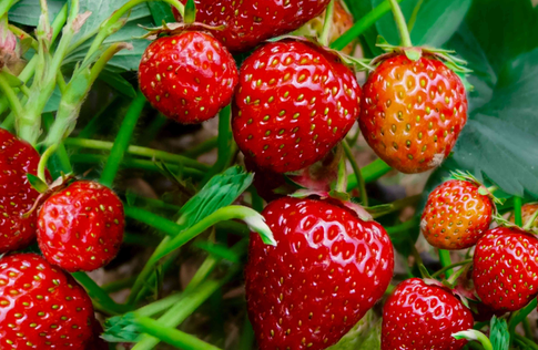 Семена клубники: как из них вырастить растения и получить урожай ягод