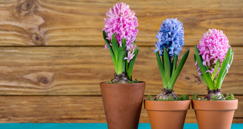 Как правильно подготовить и посадить сейчас весенние луковичные