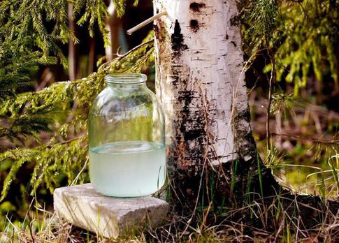 Березовый сок против Альцгеймера: кому еще полезен дар природы