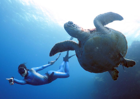 Зачем учиться задерживать дыхание: преимуществ фридайвинга для здоровья