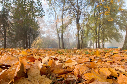 Осенние заботы: 5 дел, которые нужно успеть сделать на даче до декабря