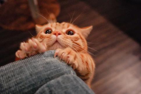 Как отучить кота драть мебель: руководство для заботливых хозяев