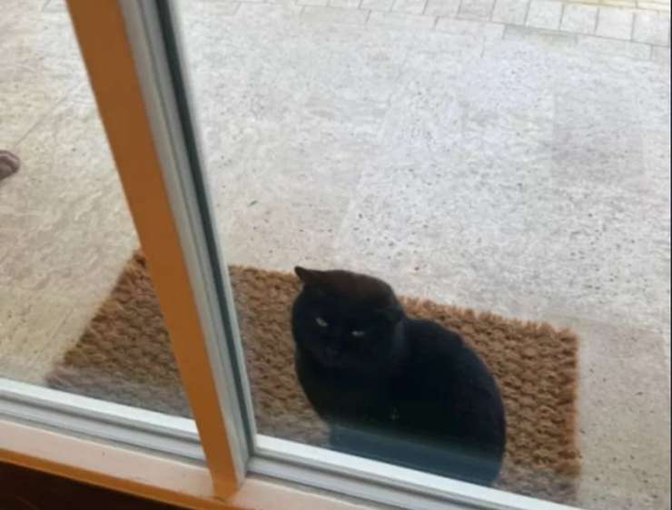 Загадочный гость Маргариты