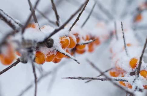 Оранжевое настроение: 5 рецептов с облепихой, чем полезны эти ягоды